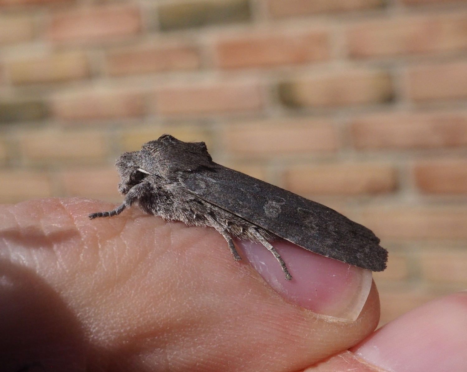 February moth number 3.  A real beaut too_20200227.jpg